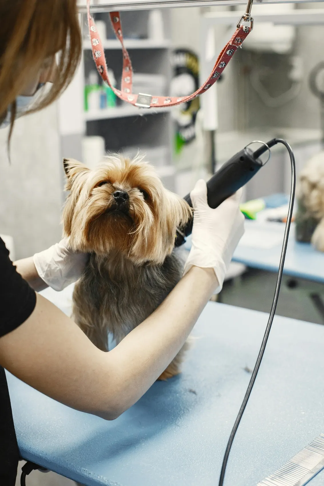 Pet care services